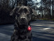 Фонарь для собак Orbiloc Dog Dual Signal Colours, белый в Нальчике