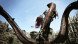 Игра Dragon&amp;#039;s Dogma: Dark Arisen [Nintendo Switch, английская версия] в Нальчике